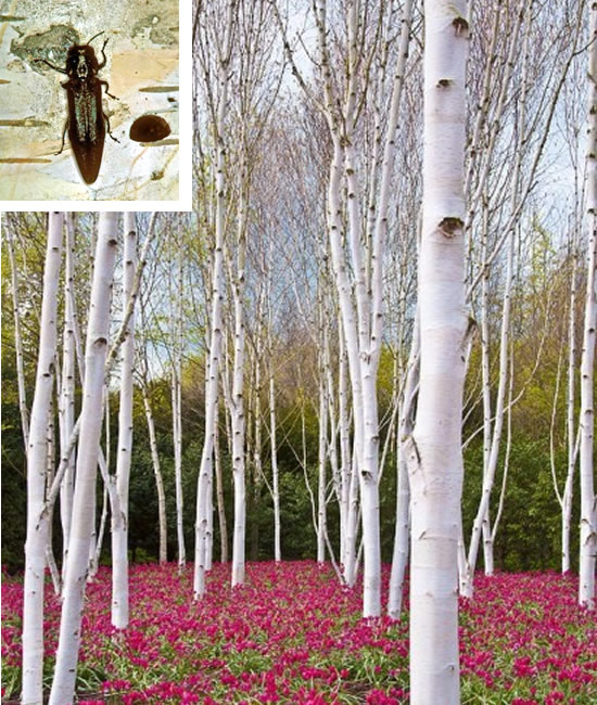 Birch Spraying - White birch trees - Bronze birch borer