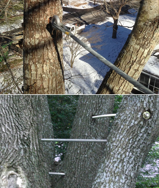 Tree Cabling and Bracing - Long Hill Tree & Lawn Care Service - Connecticut Premium Tree Service