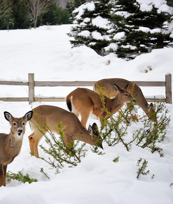 Deer repellent spray service - Connecticut