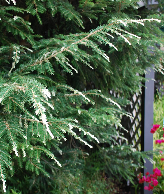 Hemlock Spray - Wooly Adelgid