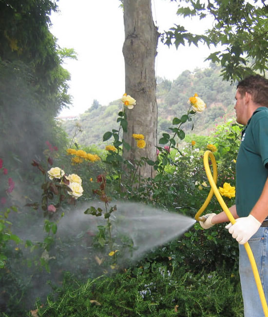 Horticultural Oil Spraying, hrubs, ornamentals and evergreens - Connecticut