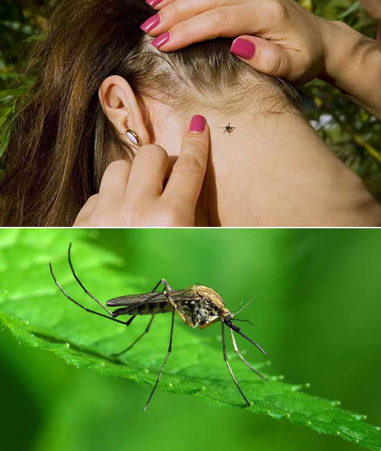 Tick, Mosquito Spraying Service - Connecticut