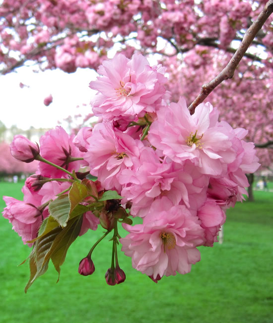 Ornamental Tree Spraying - crabapples, cherries, apples, plums, magnolias and dogwoods - Connecticut