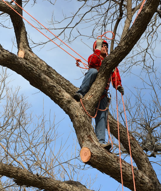 Professional Custom Tree Pruning - Expert Tree Services - Long Hill Tree & Lawn Care Service - CT Premium Tree Service