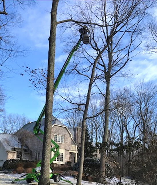 Tree Removal - Expert Tree Services - Long Hill Tree & Lawn Care Service - Connecticut Expert Tree Service